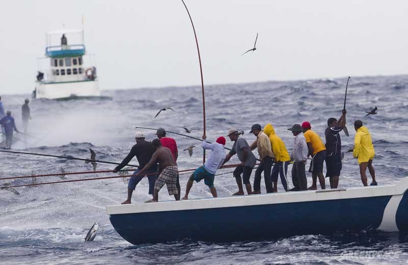 Pole and line fishermen land skipjack tuna in the Maldives. Pole and line fishing is a selective, sustainable and equitable method of catching tuna. Greenpeace is on an expedition in the Indian Ocean to expose overfishing and to highlight the problems associated with excessive tuna fishing, unsustainable and illegal fishing practices.